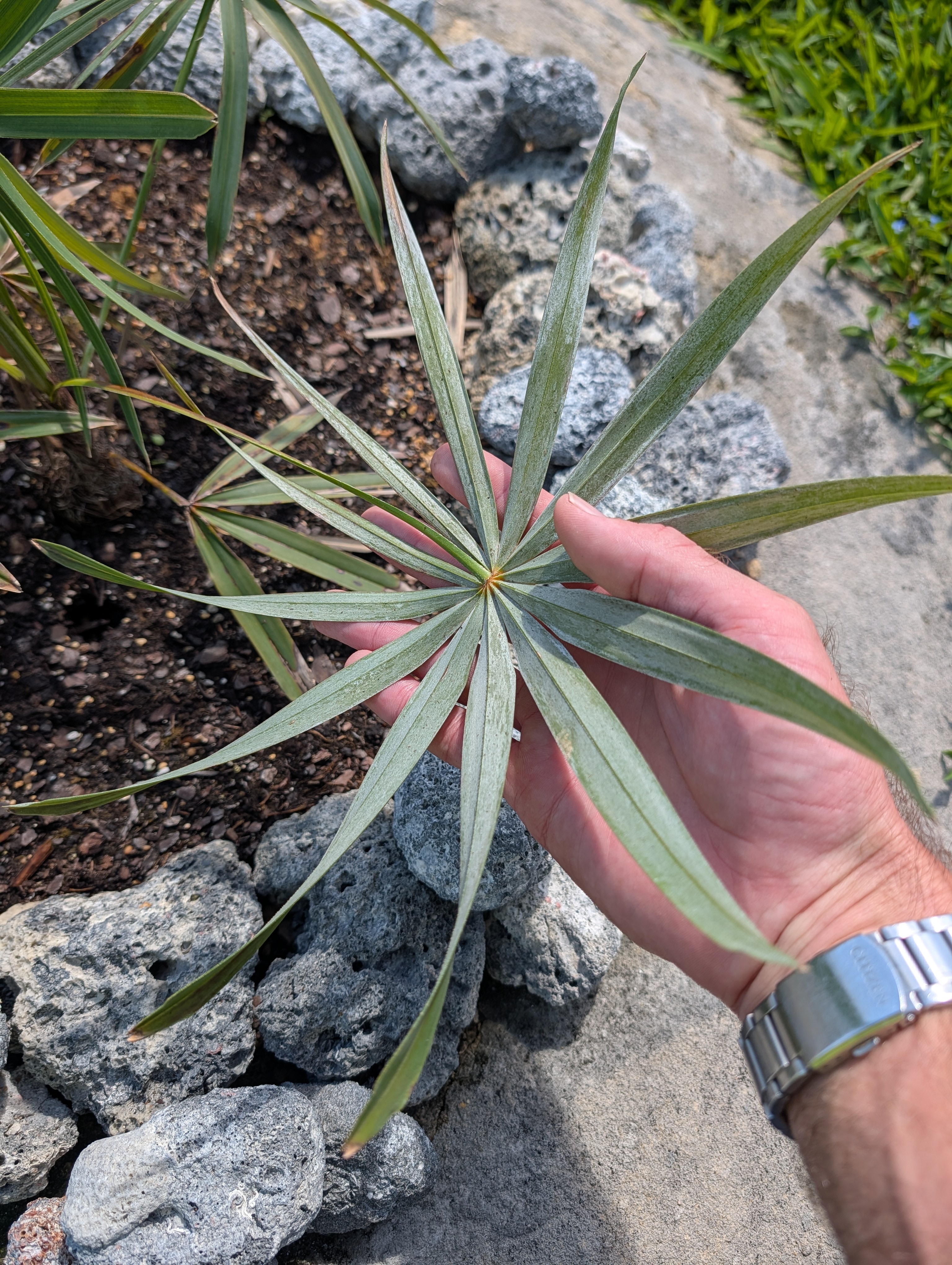 Frond Underside Full
