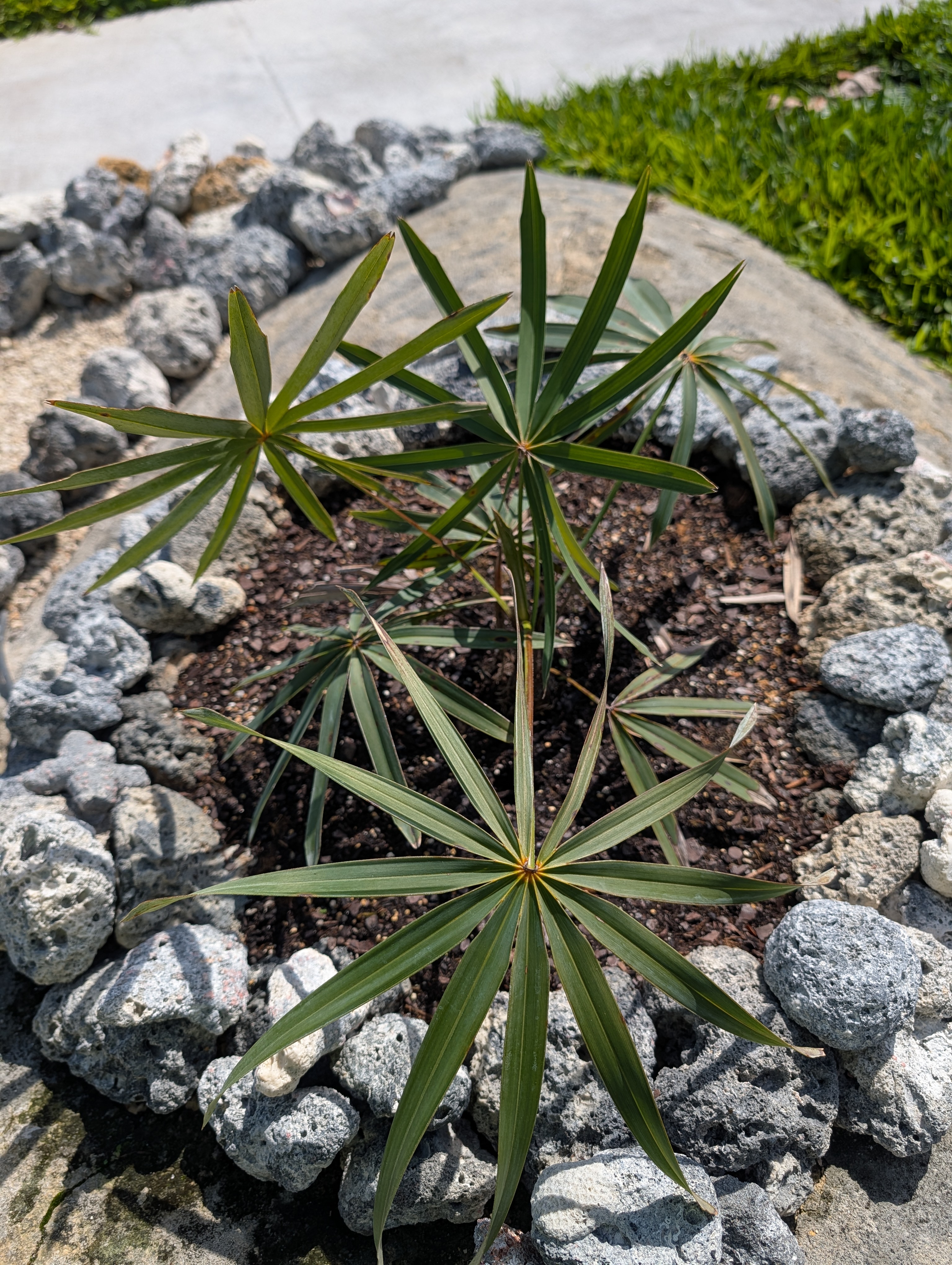 Coccothrinax full specimen